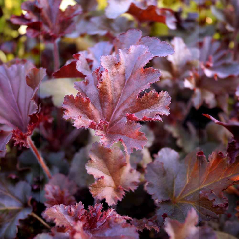 ヒューケラ メルティングファイヤー 【花苗 3号】