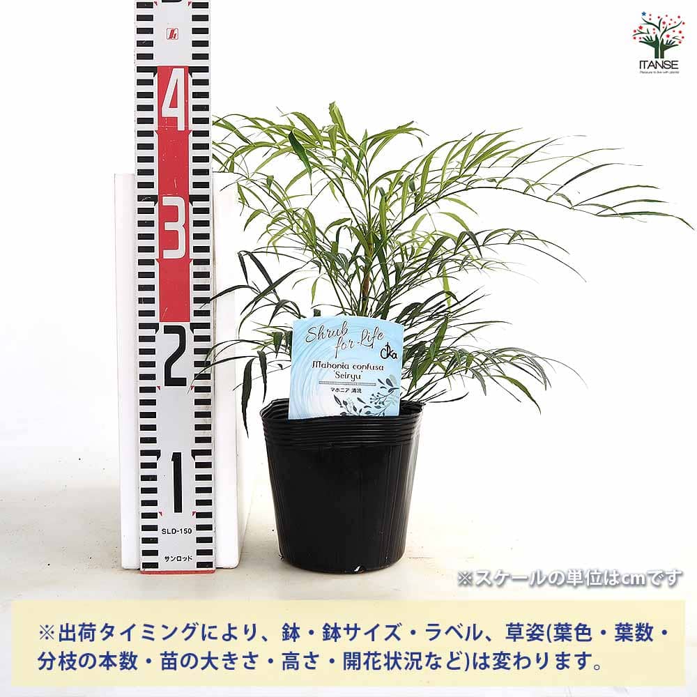 マホニア コンフーサ セイリュウ 【花木苗 5号／1個売り】｜ 【植物の