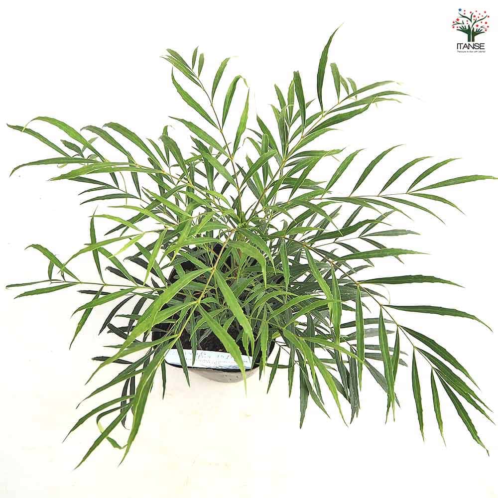 マホニア コンフーサ セイリュウ 【花木苗 5号／1個売り】｜ 【植物の