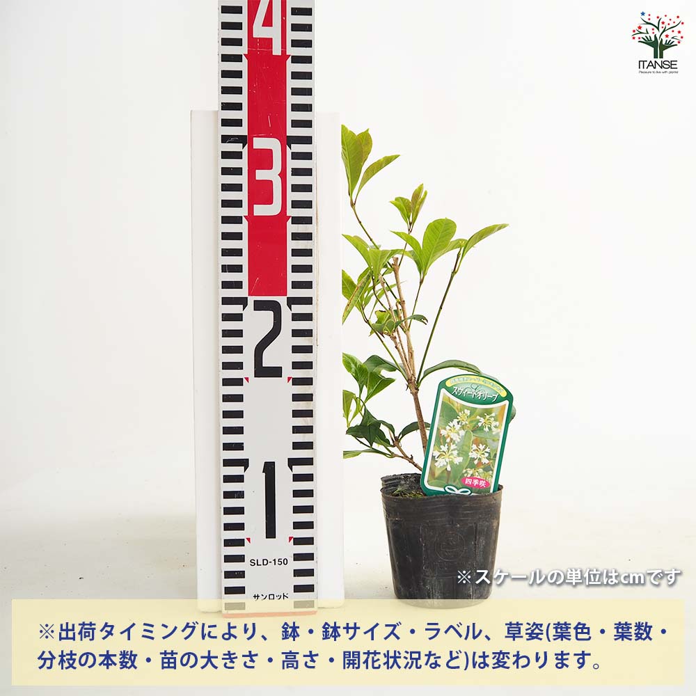 104ki　オリーブ38サイズ　火曜日発送 人気・初心者向き・シンボル向き】シプレシーノ（オリーブの木