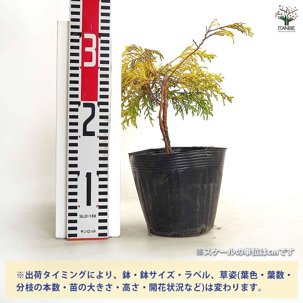 フィリフェラ/葉数多め/フィラメント最高/鉢植えも地植えもOK/愛おしいサイズ感 コニファー フィリフェラオーレア 【庭木 5号／1個売り】｜ 【植物の