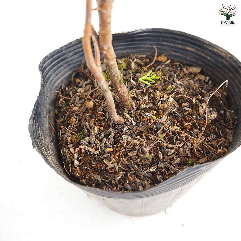 コニファー フィリフェラオーレア 【庭木 5号／1個売り】｜ 【植物の
