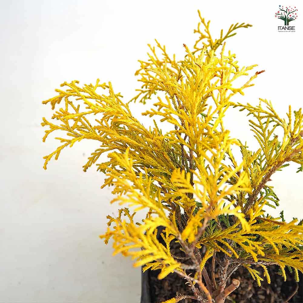 コニファー フィリフェラオーレア 【庭木 5号／1個売り】｜ 【植物の