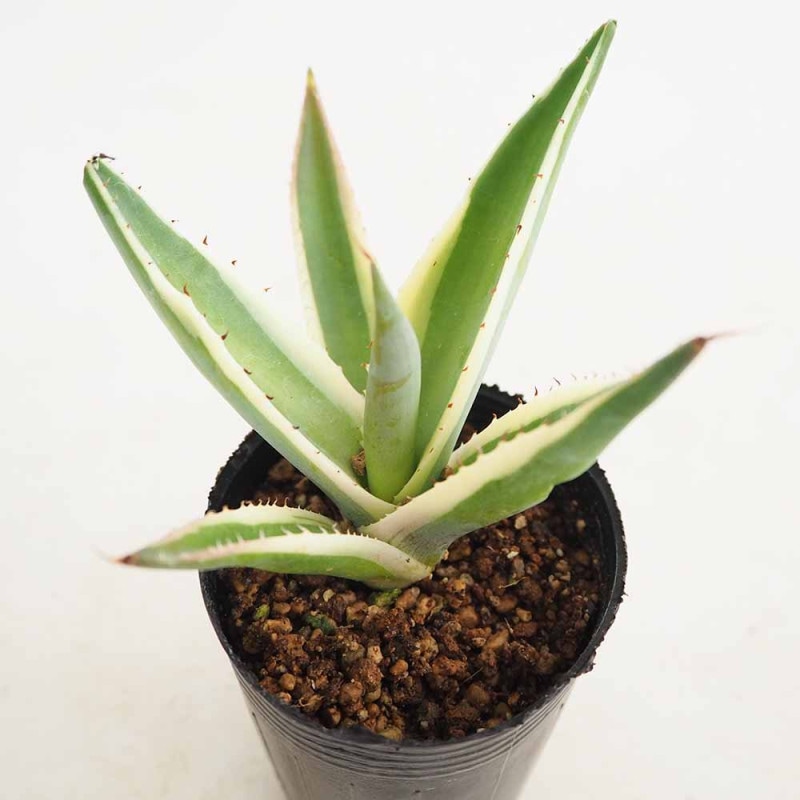 アガベ マクロアカンサ錦 【多肉植物 6号／1個売り】｜ 【植物の