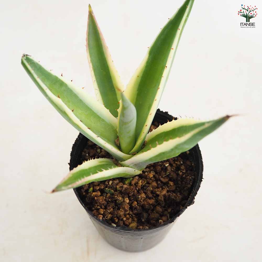 アガベ グイエンゴーラ クリームブリュレ 【多肉植物 2.5号／1個売り