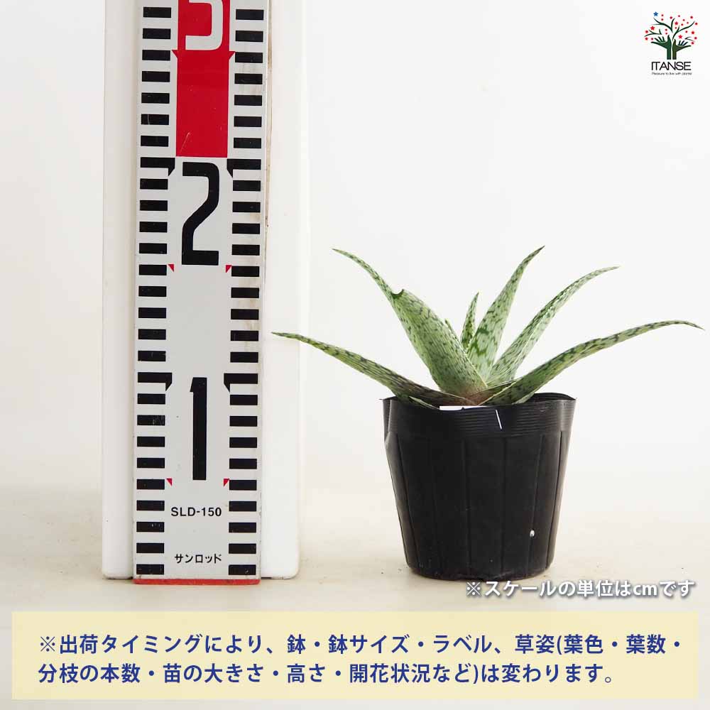 アロエ スーパースノーフレーク 【多肉植物 4号／1個売り】｜ 【植物の
