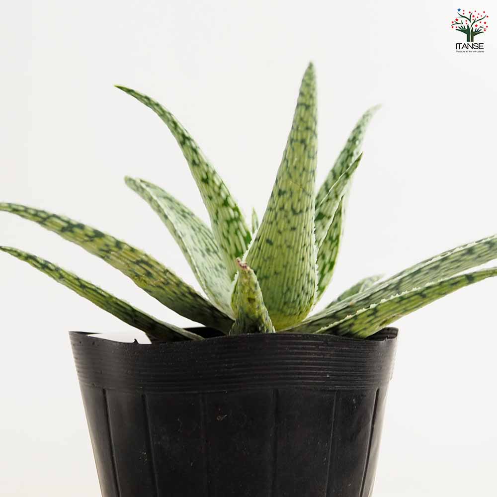 アロエ スーパースノーフレーク 【多肉植物 4号／1個売り】｜ 【植物の