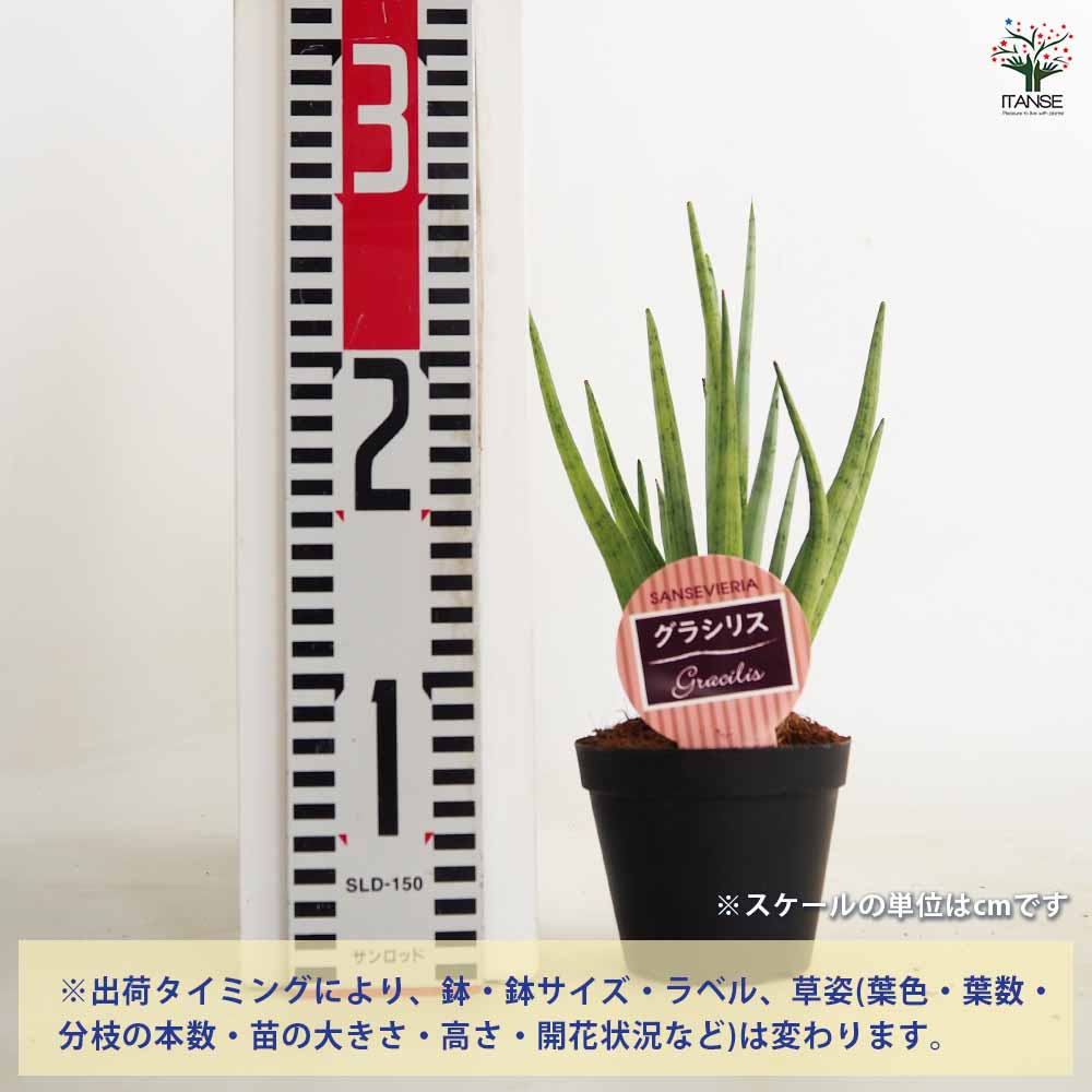サンスベリア グラシリス 【観葉植物 3号／1個売り】｜ 【植物の