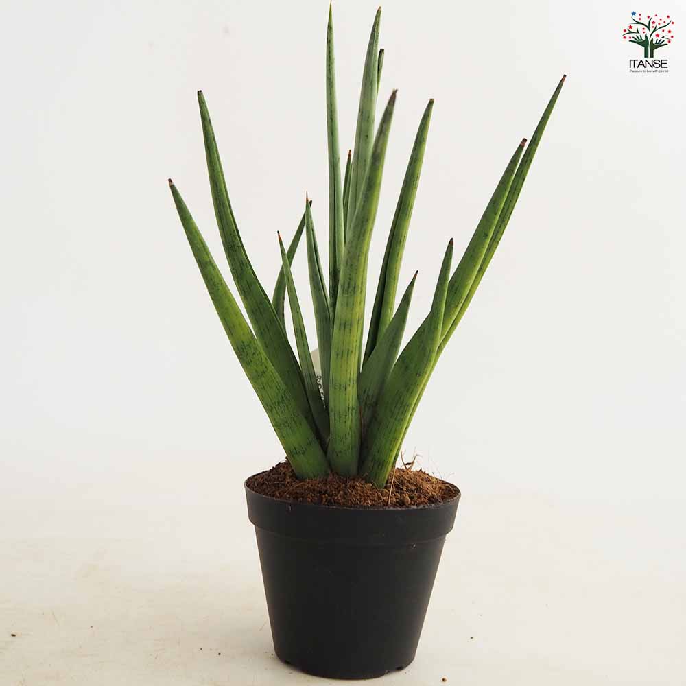 サンスベリア グラシリス 【観葉植物 3号／1個売り】｜ 【植物の