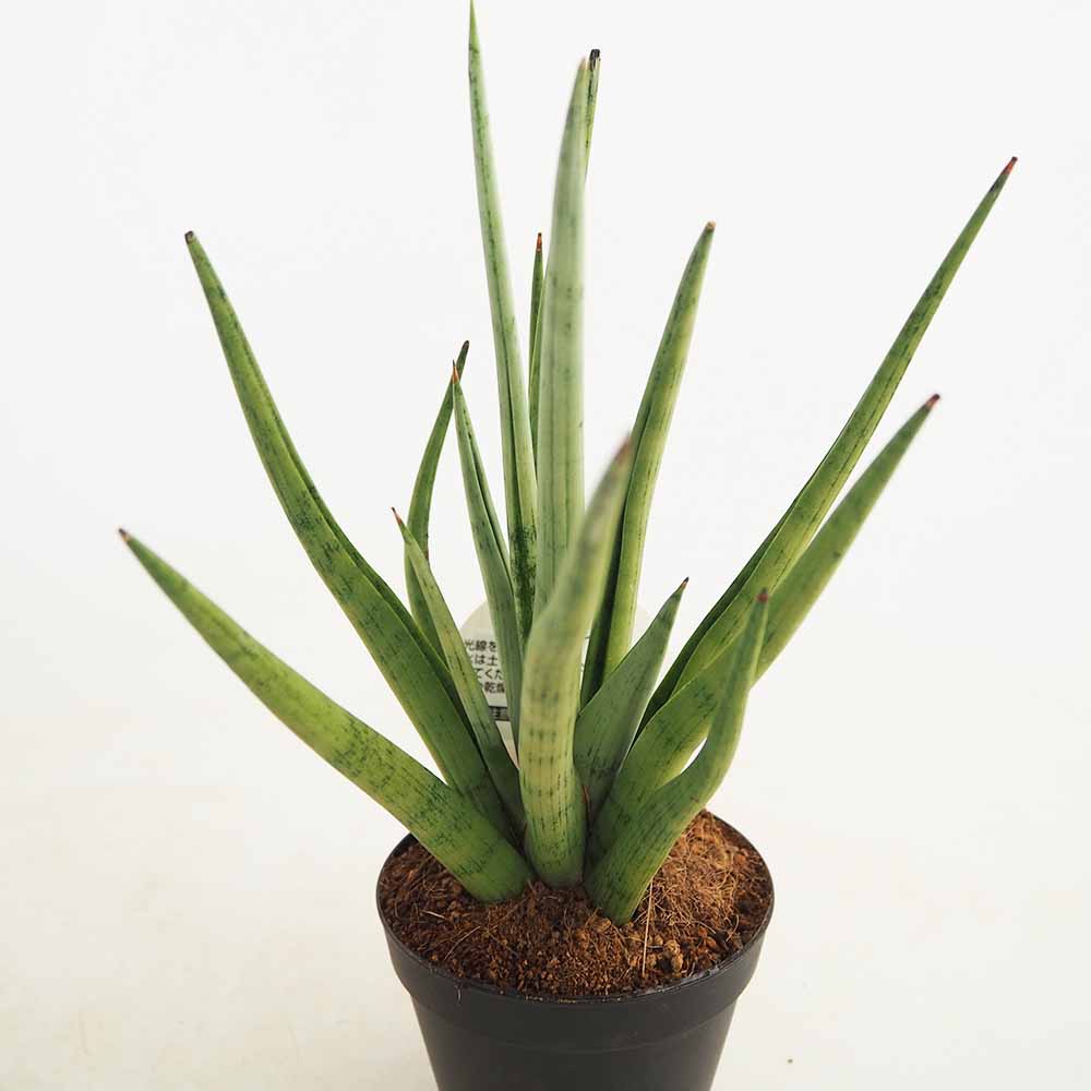 サンスベリア グラシリス 【観葉植物 3号／1個売り】