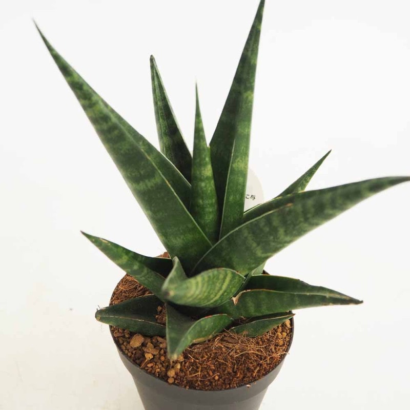 サンスベリア タイハイブリッド 【観葉植物 3号／1個売り】｜ 【植物の