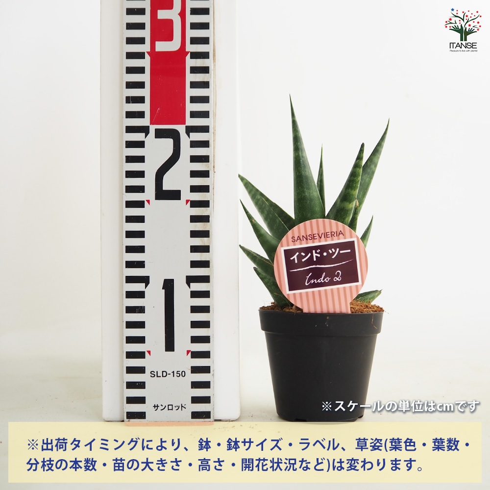 サンスベリア インド ツー 【観葉植物 3号／1個売り】｜ 【植物の