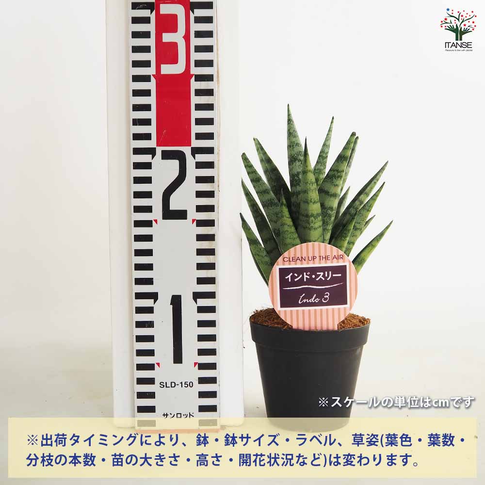 サンスベリア インド スリー 【観葉植物 3号／1個売り】｜ 【植物の