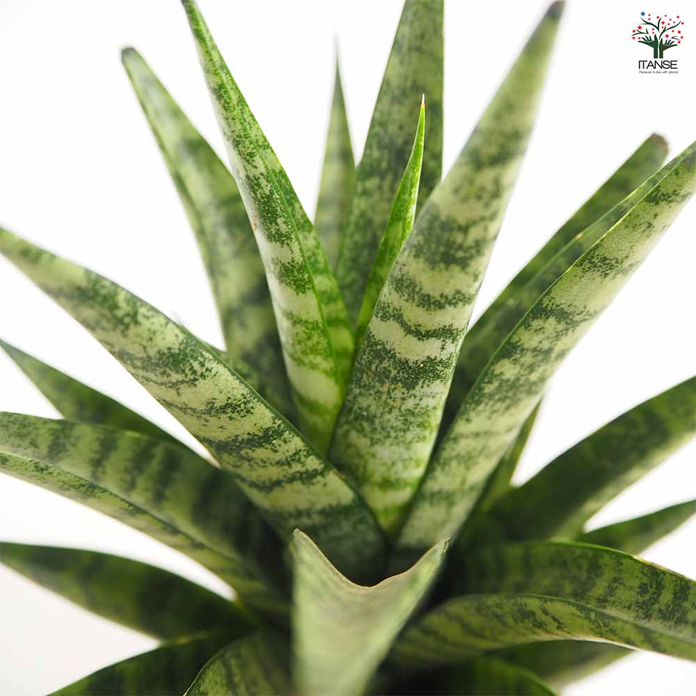 サンスベリア インド スリー 【観葉植物 3号／1個売り】｜ 【植物の 
