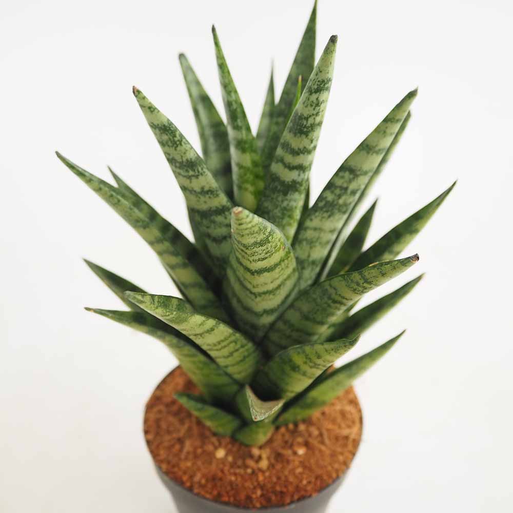 サンスベリア インド スリー 【観葉植物 3号／1個売り】