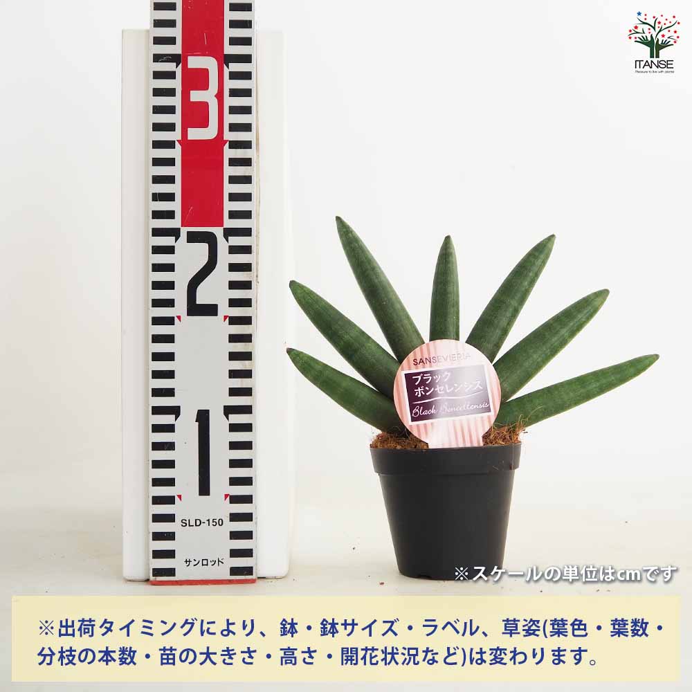 サンスベリア ブラック ボンセレンシス 【観葉植物 3号／1個売り