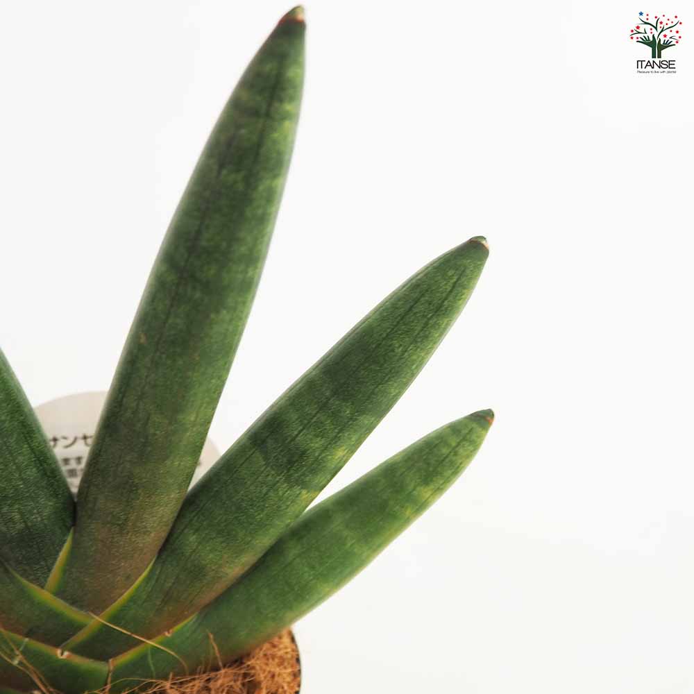 サンスベリア ブラック ボンセレンシス 【観葉植物 3号／1個売り