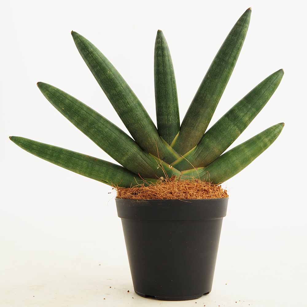 サンスベリア ブラック ボンセレンシス 【観葉植物 3号／1個売り】
