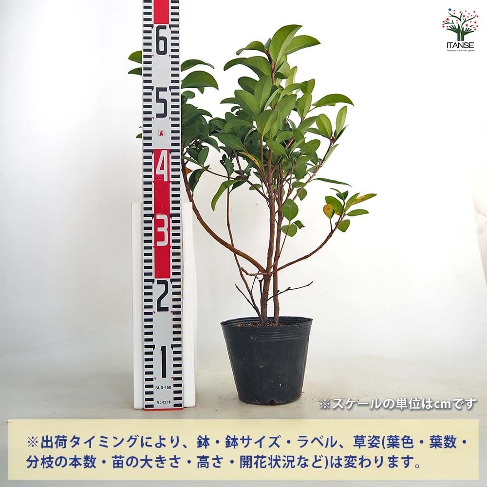 シャリンバイ 【花木苗 5号／1個売り】｜ 【植物のITANSE】全品