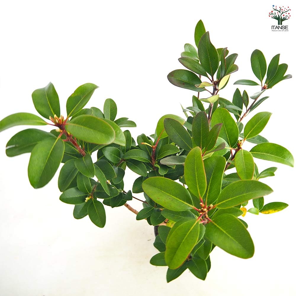 シャリンバイ 【花木苗 5号／1個売り】｜ 【植物のITANSE】全品