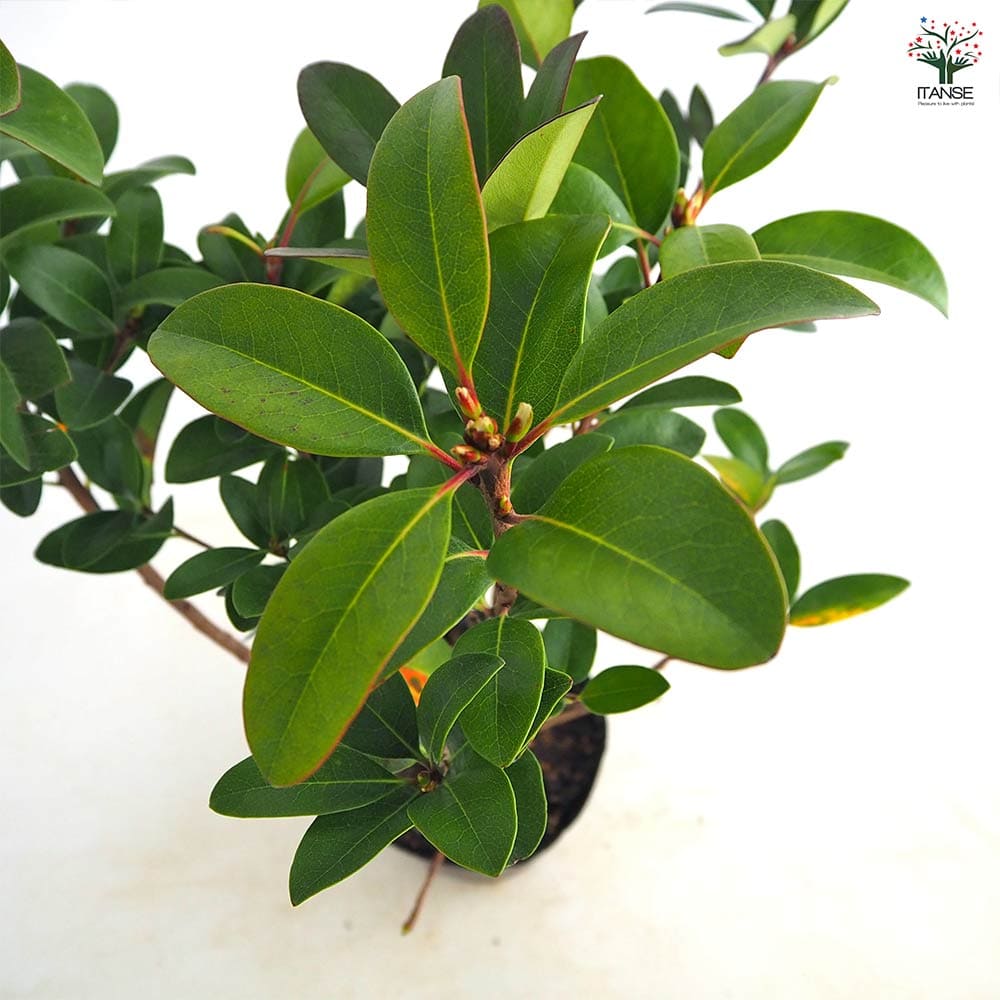 シャリンバイ 【花木苗 5号／1個売り】｜ 【植物のITANSE】全品