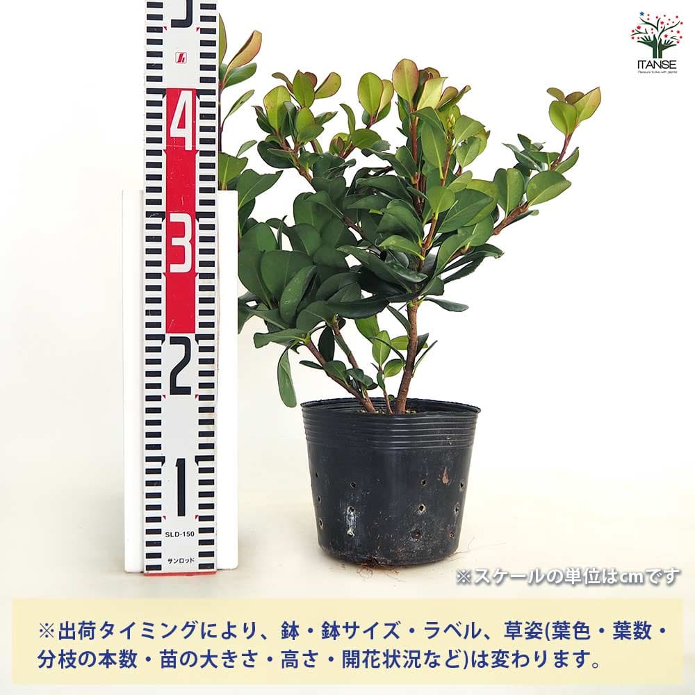 マルバシャリンバイ 【花木苗 5号／1個売り】｜ 【植物のITANSE