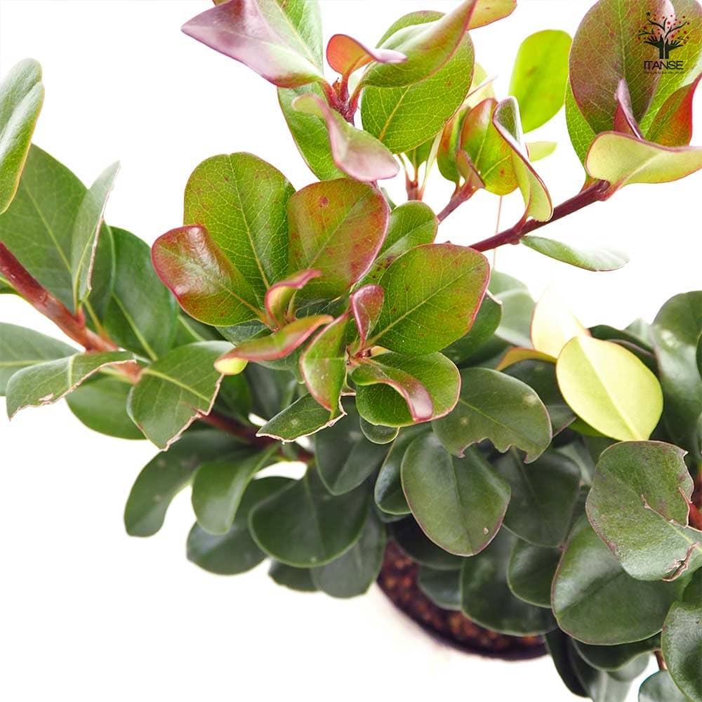マルバシャリンバイ 【花木苗 5号／1個売り】｜ 【植物のITANSE