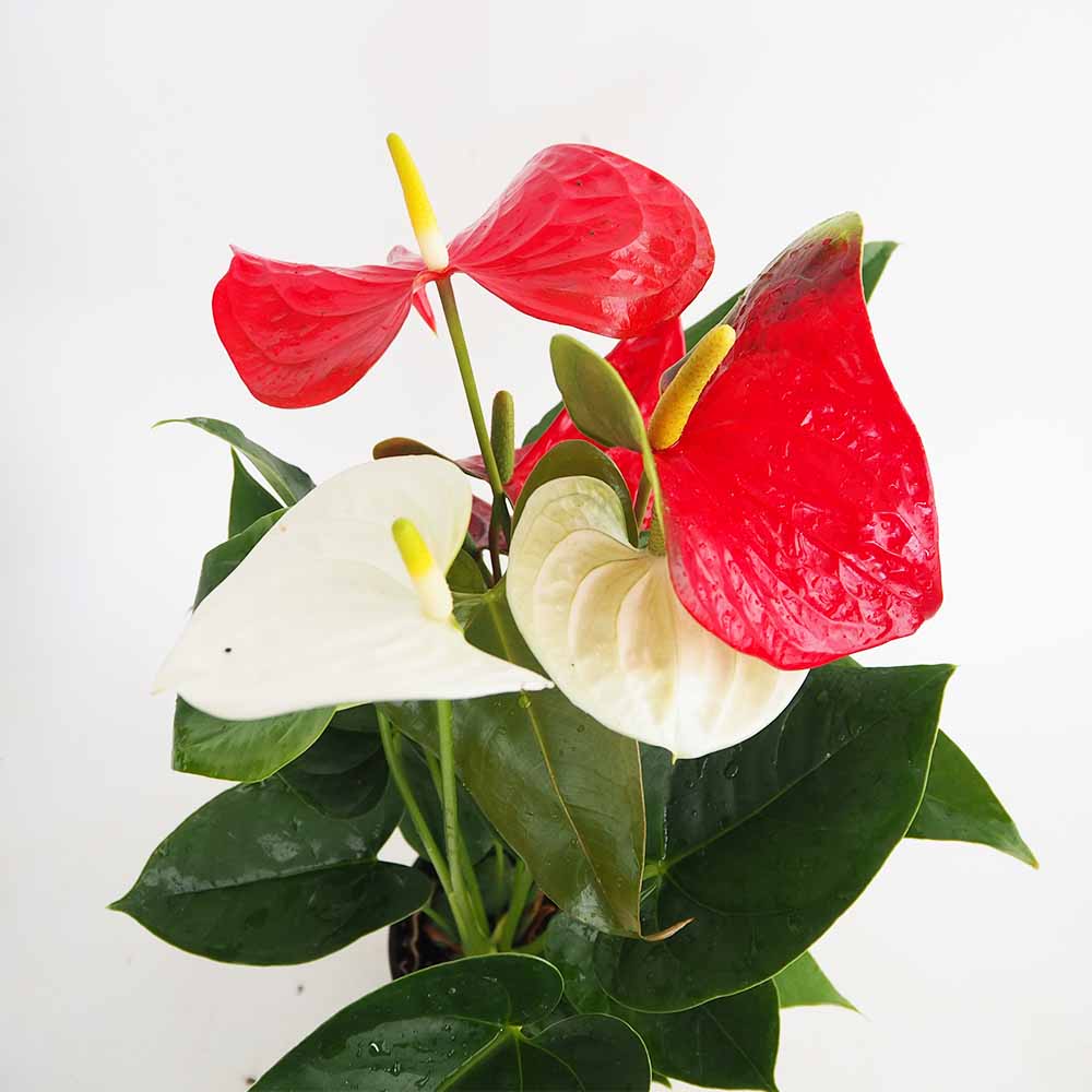 アンスリウム 紅白寄せ植え 【観葉植物 5号／1個売り】