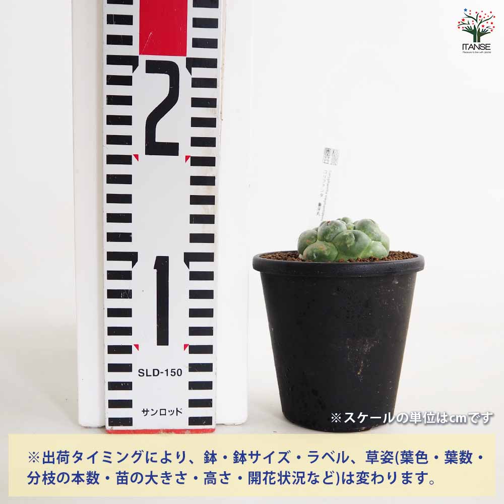 サボテン コリファンタ 象牙丸 【多肉植物 3.5号／1個売り】｜ 【植物