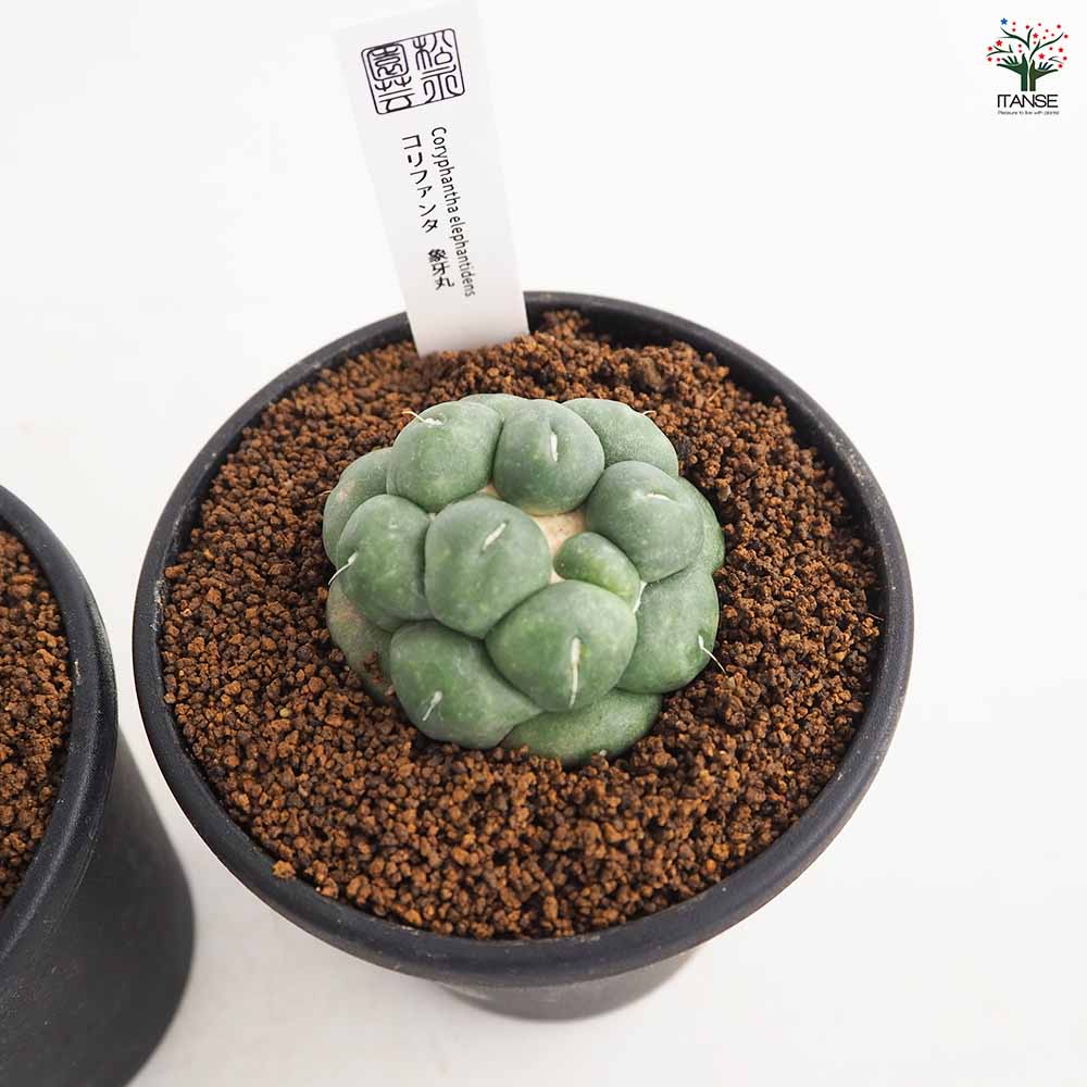 サボテン象牙丸 サボテン コリファンタ 象牙丸 【多肉植物 3.5号／1個売り】｜ 【植物