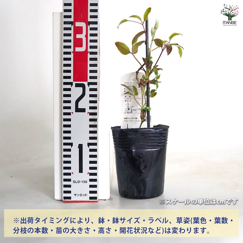 クレマチス あさみぞ 【花苗 3.5号／1個売り】｜ 【植物のITANSE