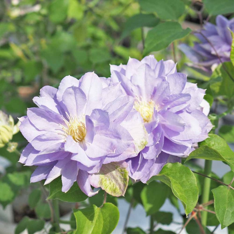 クレマチス｜【植物のITANSE】全品送料無料・即出荷!