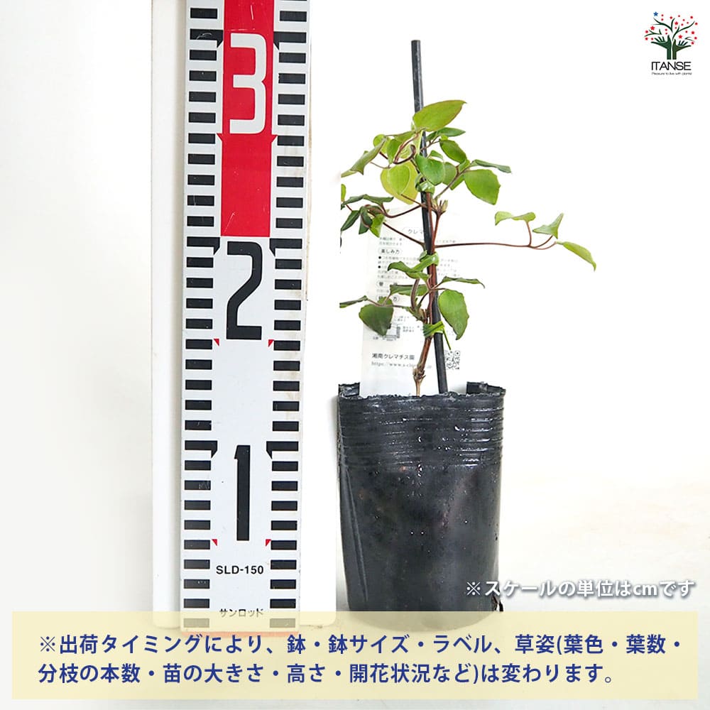 クレマチス 初夏のおとずれ 【花苗 3.5号／1個売り】｜ 【植物の