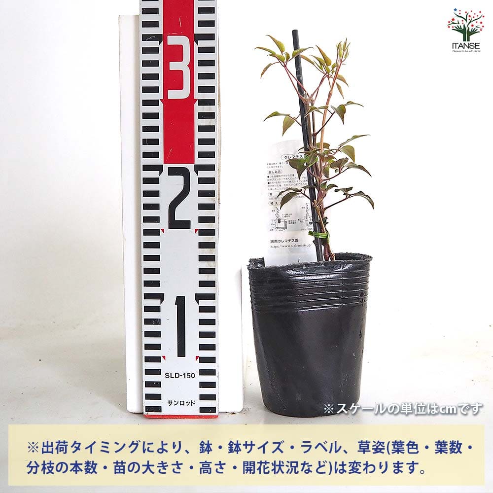クレマチス 美佐世 【花苗 3.5号／1個売り】｜ 【植物のITANSE