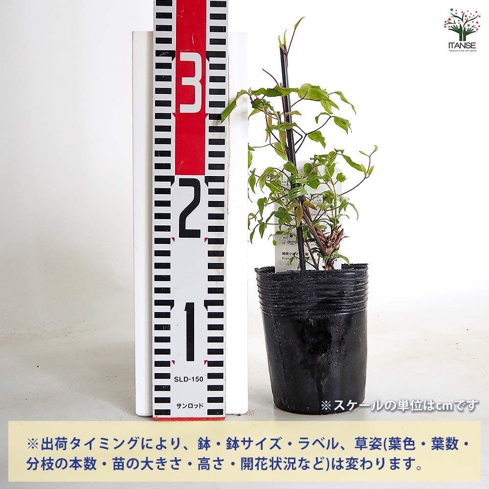 クレマチス ラプソディー 【花苗 3.5号／1個売り】｜ 【植物の
