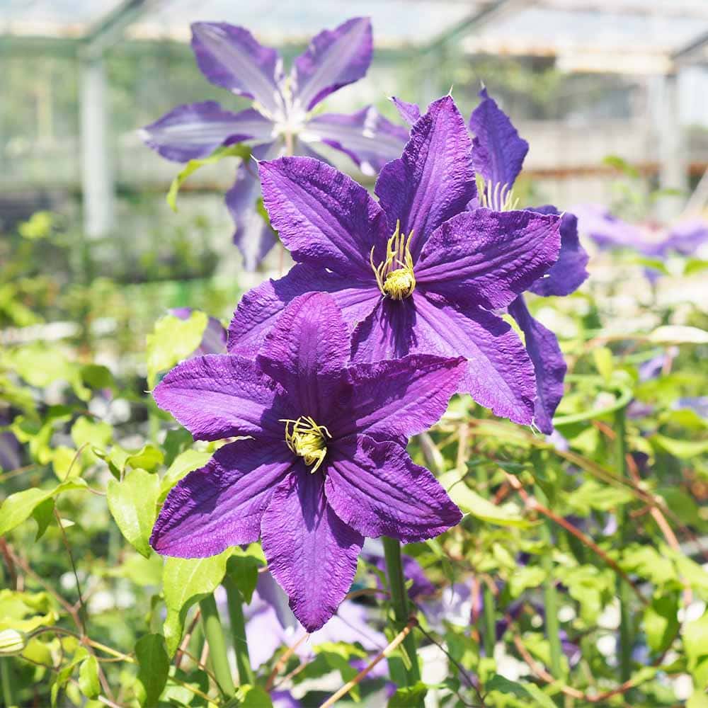 クレマチス ラプソディー 【花苗 3.5号／1個売り】｜ 【植物の