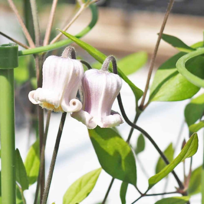 クレマチス 吉野霞 【花苗 3.5号／1個売り】｜ 【植物のITANSE