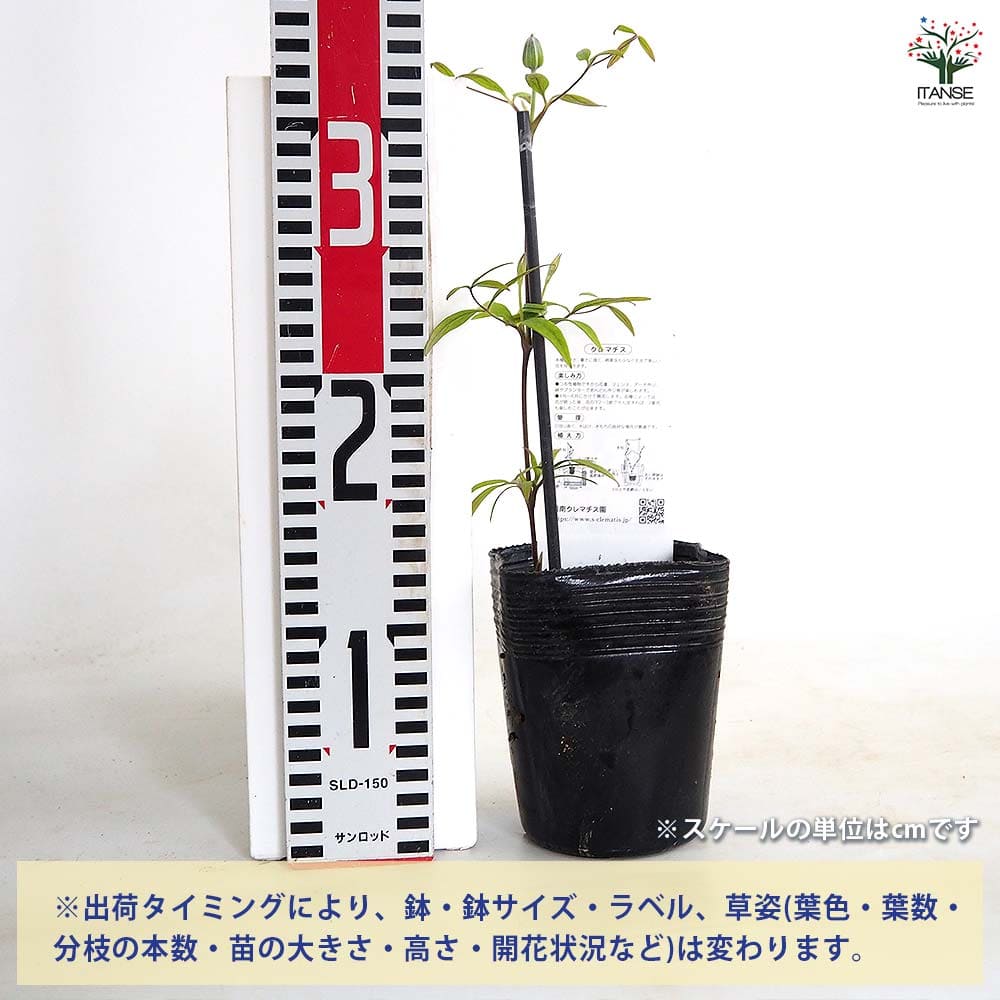 クレマチス はるひ野 【花苗 3.5号／1個売り】｜ 【植物のITANSE