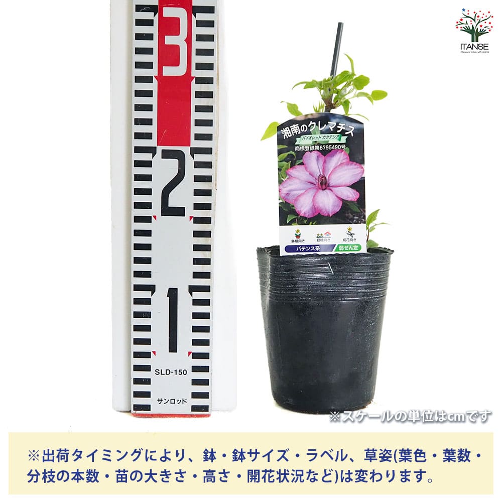 クレマチス バイオレットカクテシア 【花苗 3.5号／1個売り】｜ 【植物