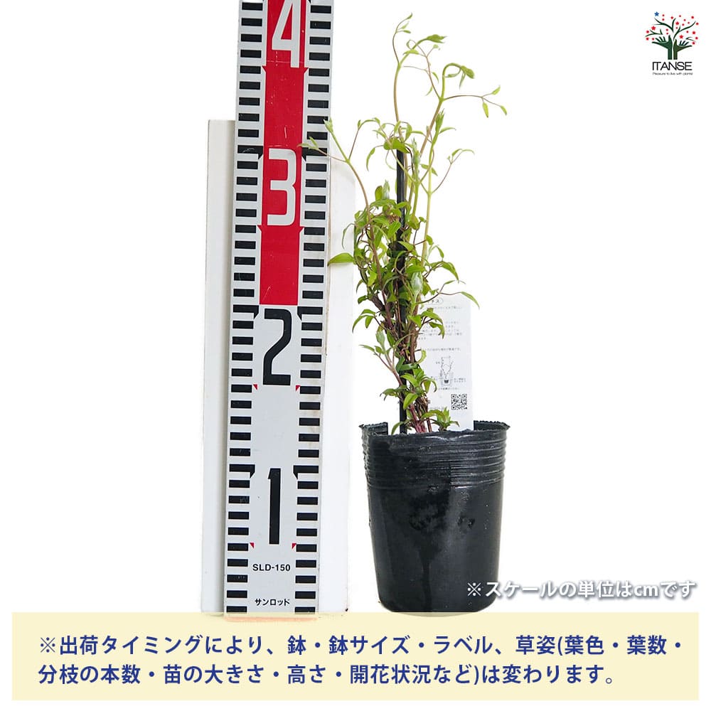 クレマチス 赤石 【花苗 3.5号／1個売り】｜ 【植物のITANSE