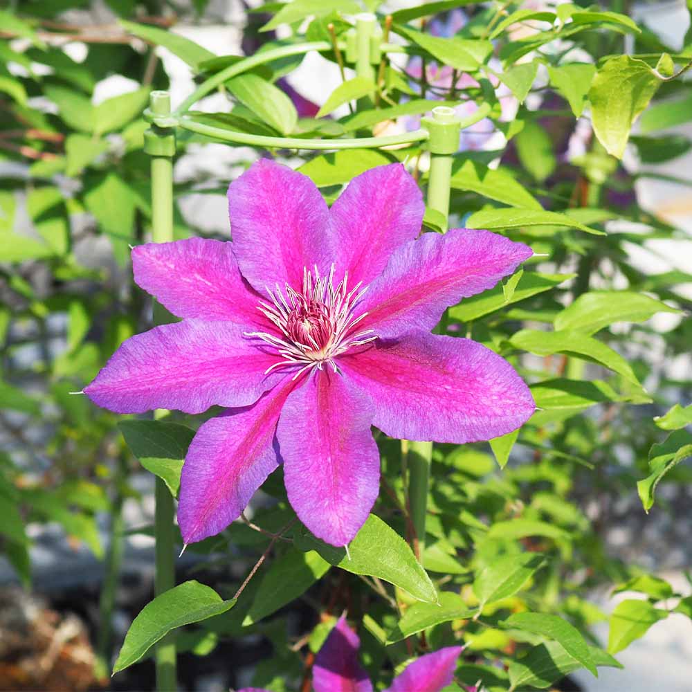 クレマチス 赤石 【花苗 3.5号／1個売り】｜ 【植物のITANSE