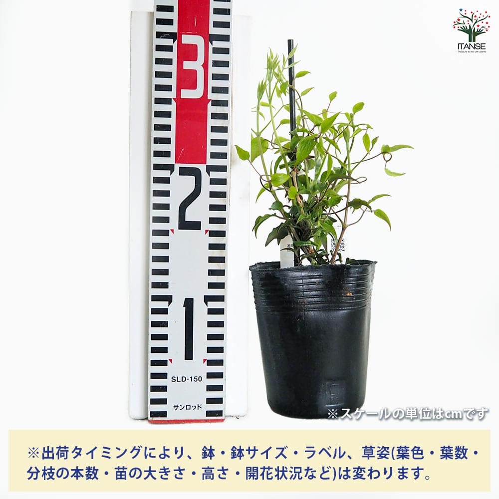 クレマチス レッドパール 【花苗 3.5号／1個売り】｜ 【植物の