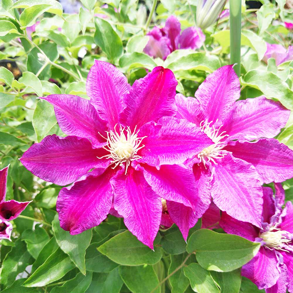 クレマチス レッドパール 【花苗 3.5号／1個売り】｜ 【植物の