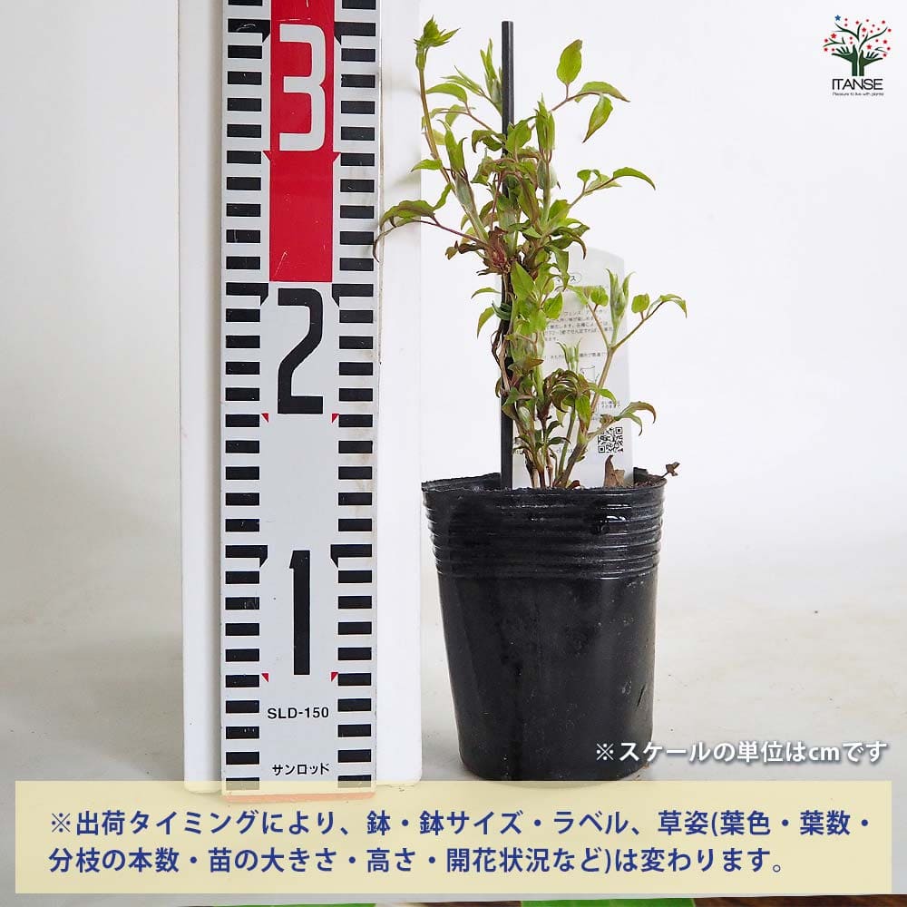 クレマチス ビーズジュビリー 【花苗 3.5号／1個売り】｜ 【植物の