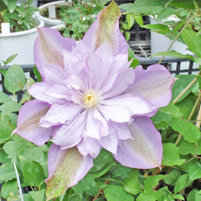 アエオニウム リリーパッド 【多肉植物 2.5号／1個売り】｜ 【植物の