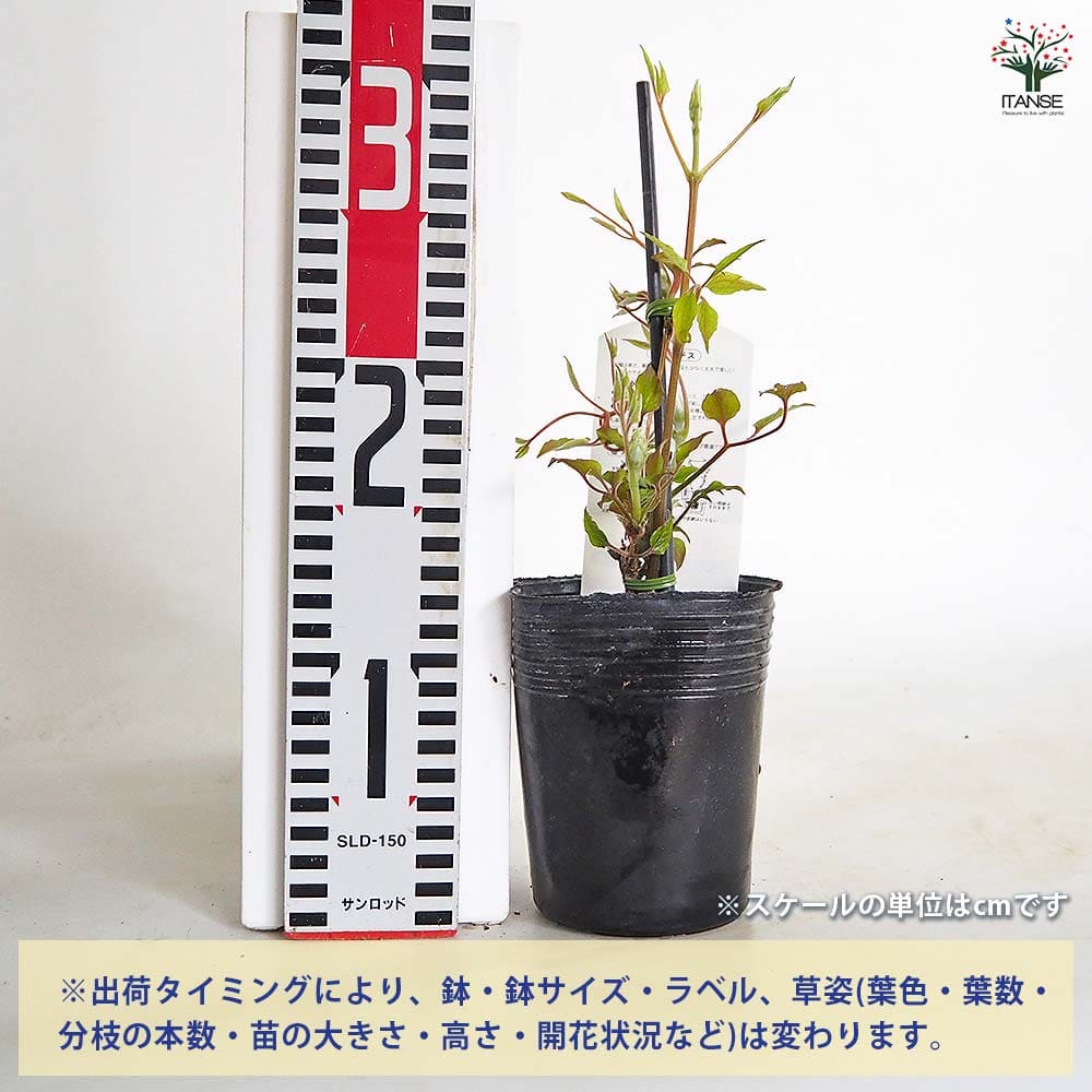 クレマチス プロテウス 【花苗 3.5号／1個売り】｜ 【植物の