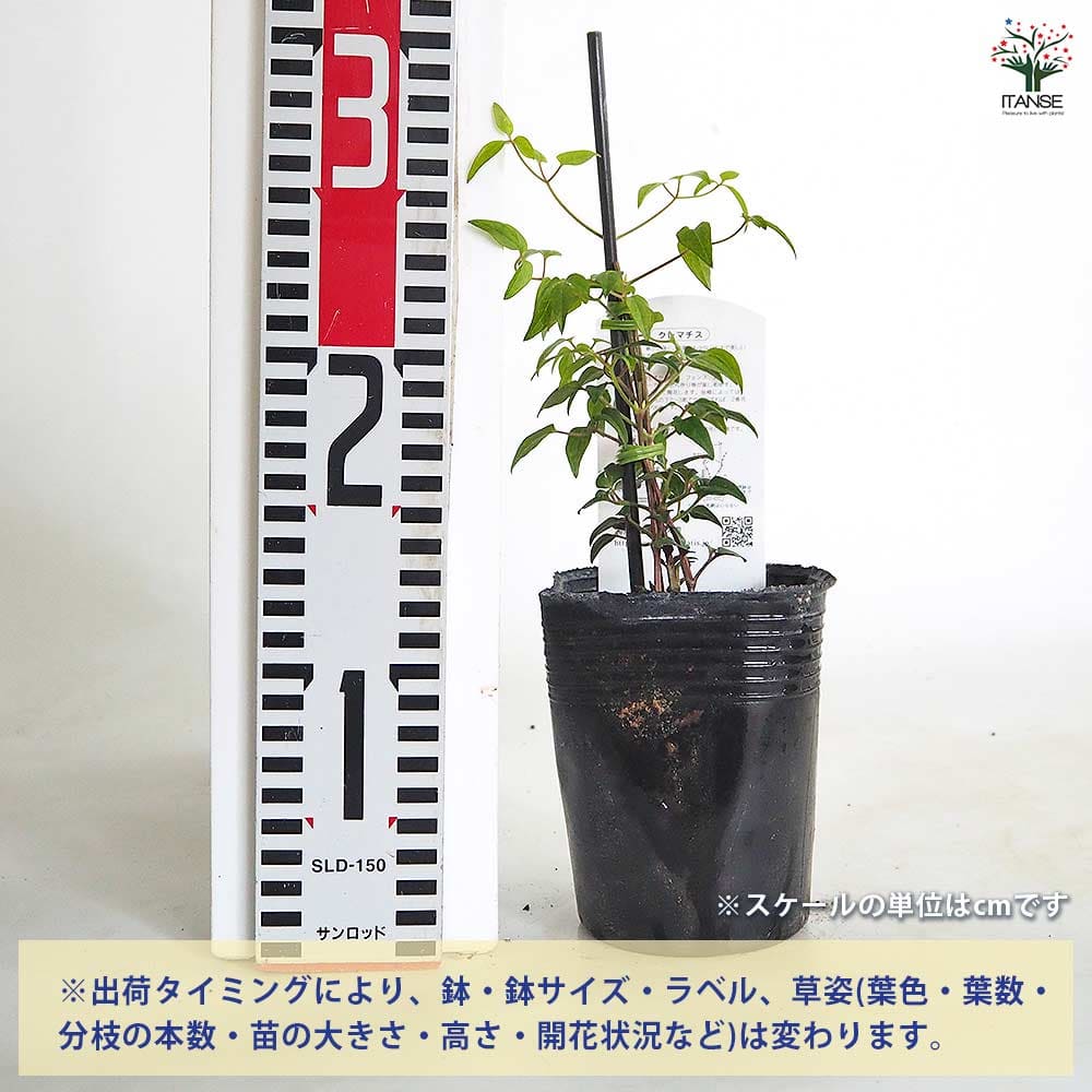 クレマチス 燦燦(さんさん) 【花苗 3.5号／1個売り】｜ 【植物の