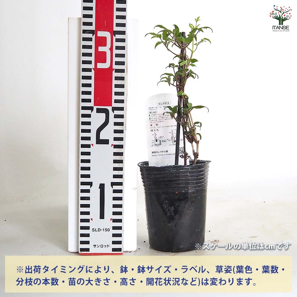 クレマチス 甘酸っぱい季節 【花苗 3.5号／1個売り】｜ 【植物の