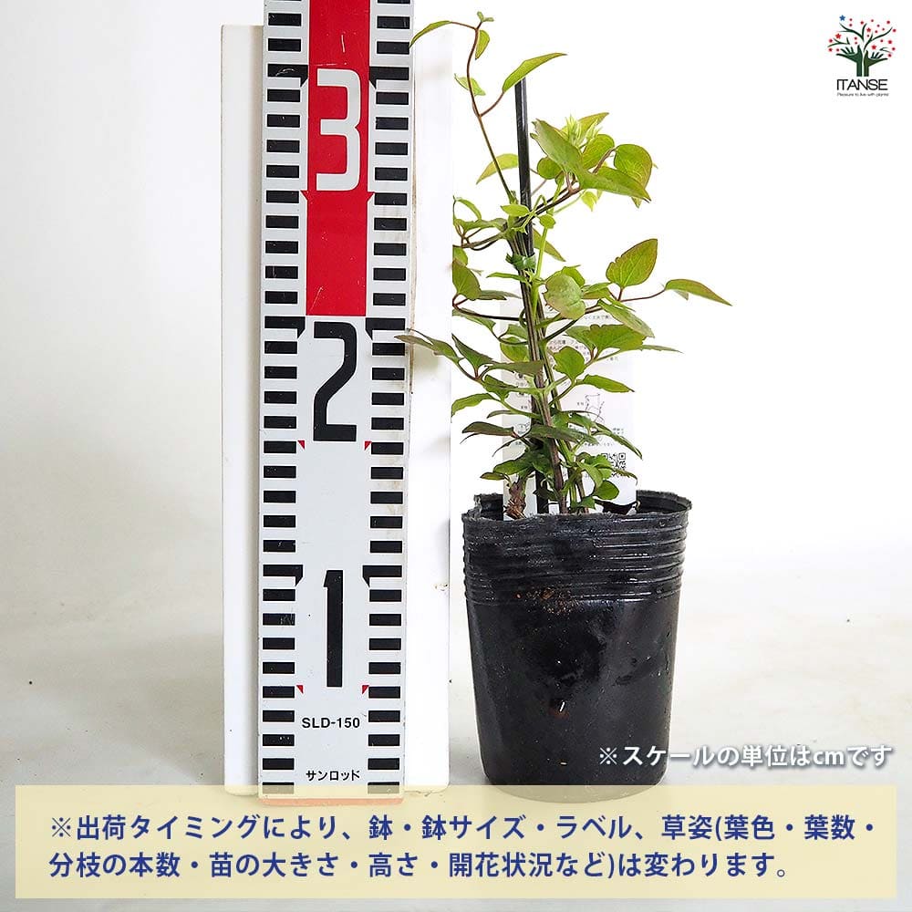 クレマチス ガーデナーズエンジン 【花苗 3.5号／1個売り】｜ 【植物の