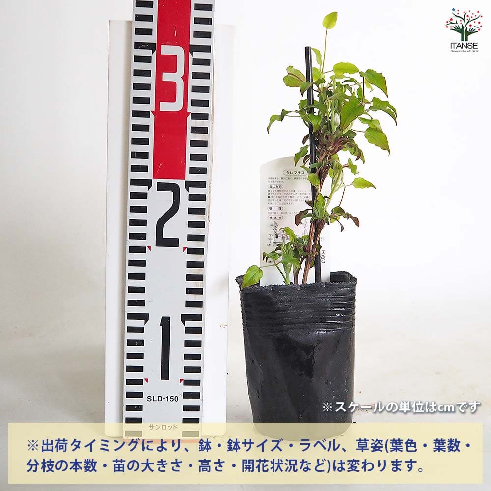 クレマチス マシェリ シュシュ 【花苗 3.5号／1個売り】｜ 【植物の